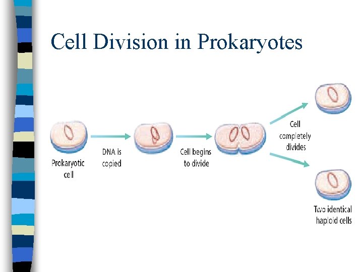 Cell Division in Prokaryotes 