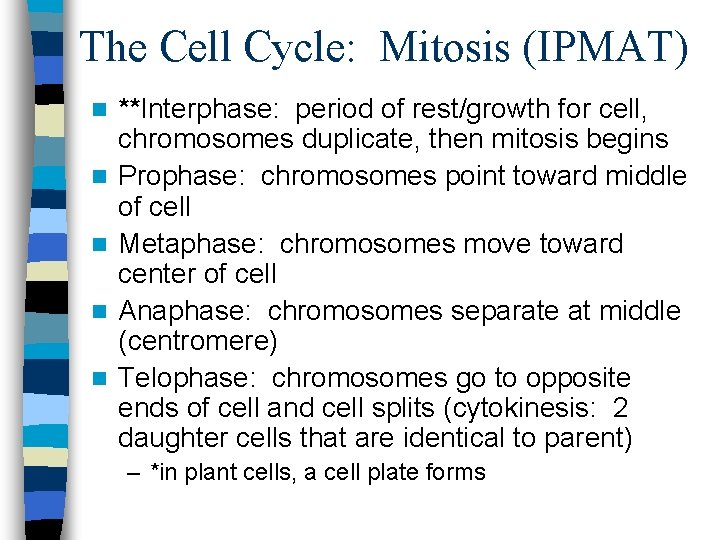 The Cell Cycle: Mitosis (IPMAT) n n n **Interphase: period of rest/growth for cell,