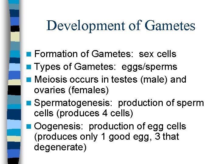 Development of Gametes n Formation of Gametes: sex cells n Types of Gametes: eggs/sperms