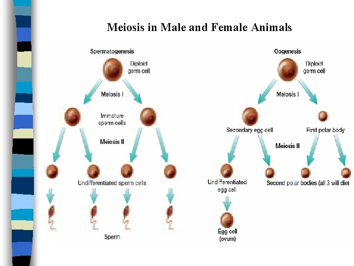 Meiosis in Male and Female Animals 