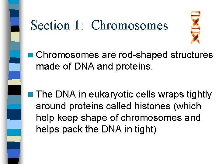 Section 1: Chromosomes n Chromosomes are rod-shaped structures made of DNA and proteins. n
