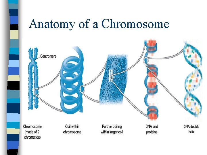 Anatomy of a Chromosome 