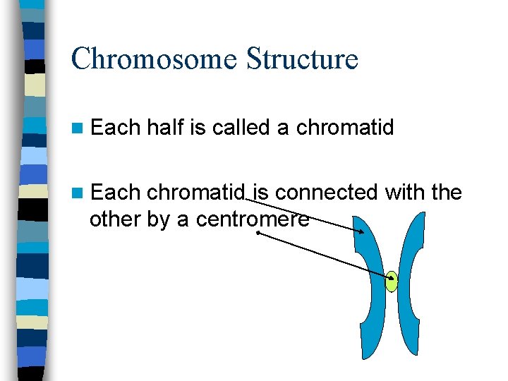Chromosome Structure n Each half is called a chromatid is connected with the other