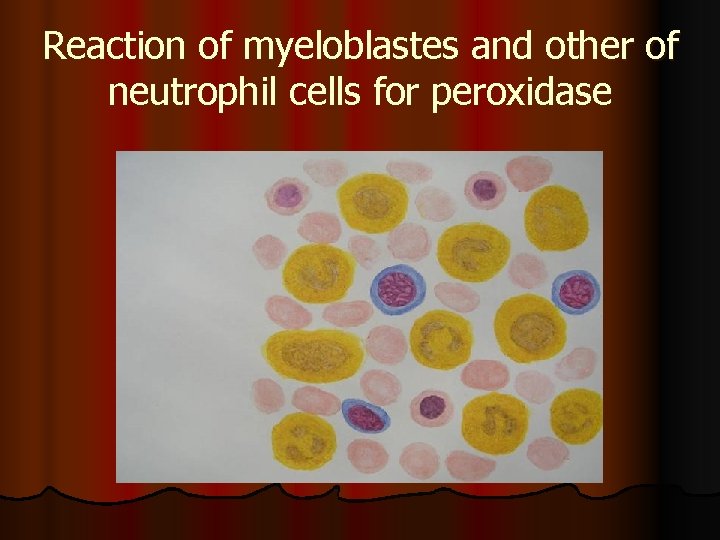 Reaction of myeloblastes and other of neutrophil cells for peroxidase 