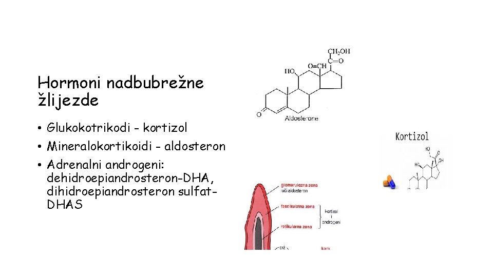 Hormoni nadbubrežne žlijezde • Glukokotrikodi - kortizol • Mineralokortikoidi - aldosteron • Adrenalni androgeni: