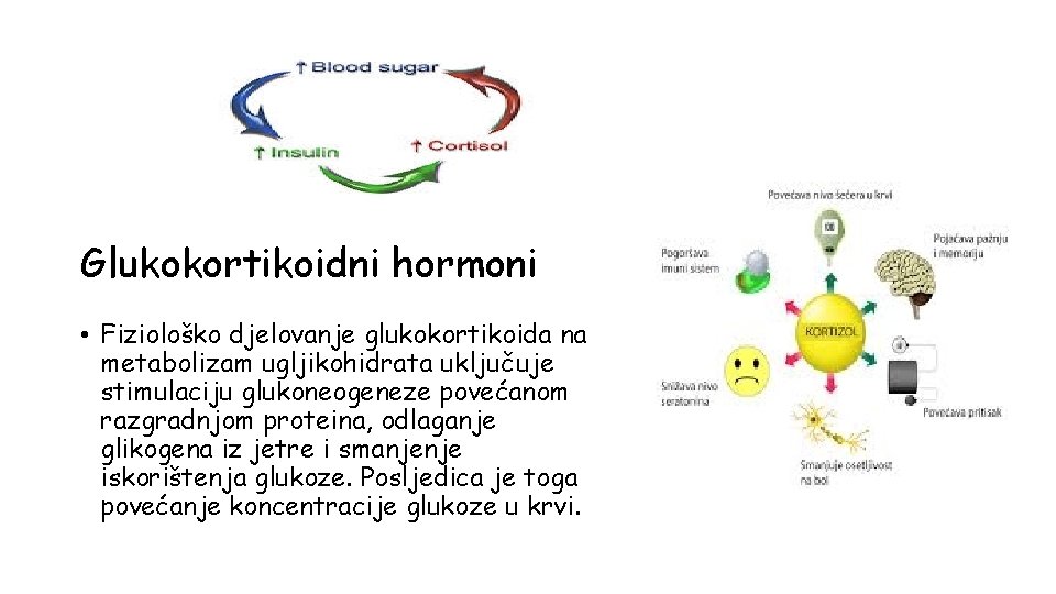 Glukokortikoidni hormoni • Fiziološko djelovanje glukokortikoida na metabolizam ugljikohidrata uključuje stimulaciju glukoneogeneze povećanom razgradnjom