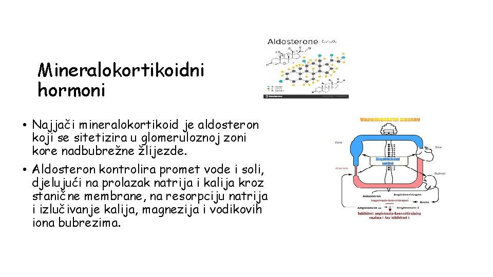 Mineralokortikoidni hormoni • Najjači mineralokortikoid je aldosteron koji se sitetizira u glomeruloznoj zoni kore