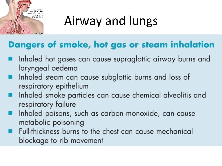 Airway and lungs 