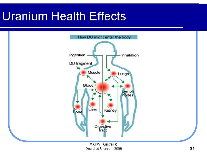 Uranium Health Effects MAPW (Australia) Depleted Uranium 2006 21 