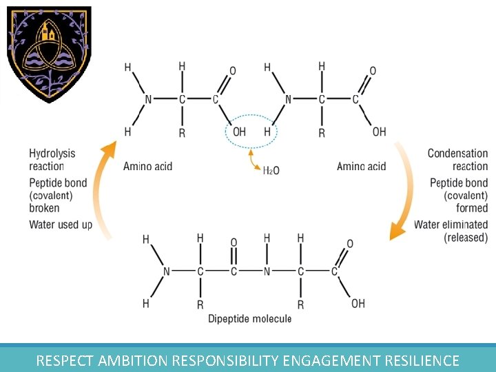 RESPECT AMBITION RESPONSIBILITY ENGAGEMENT RESILIENCE 