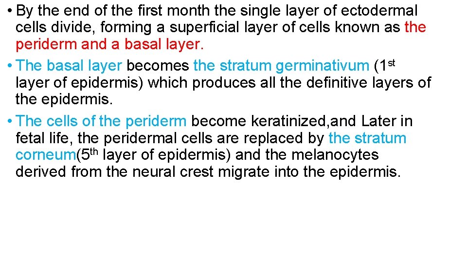  • By the end of the first month the single layer of ectodermal