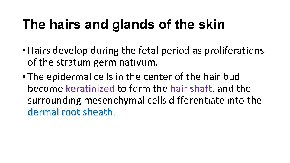 The hairs and glands of the skin • Hairs develop during the fetal period