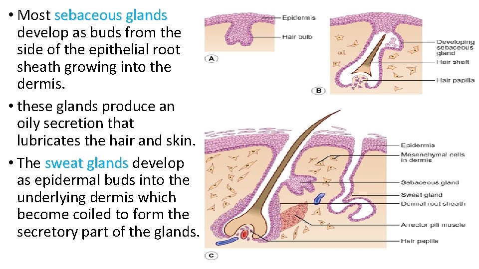  • Most sebaceous glands develop as buds from the side of the epithelial