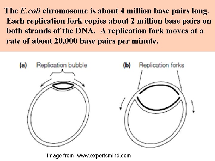 The E. coli chromosome is about 4 million base pairs long. Each replication fork