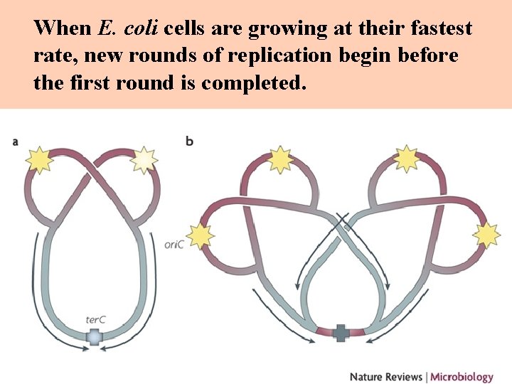 When E. coli cells are growing at their fastest rate, new rounds of replication