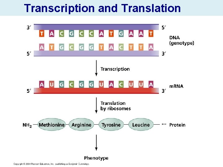Transcription and Translation 