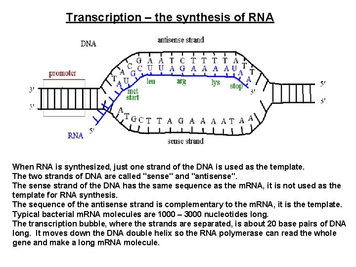 Transcription – the synthesis of RNA When RNA is synthesized, just one strand of