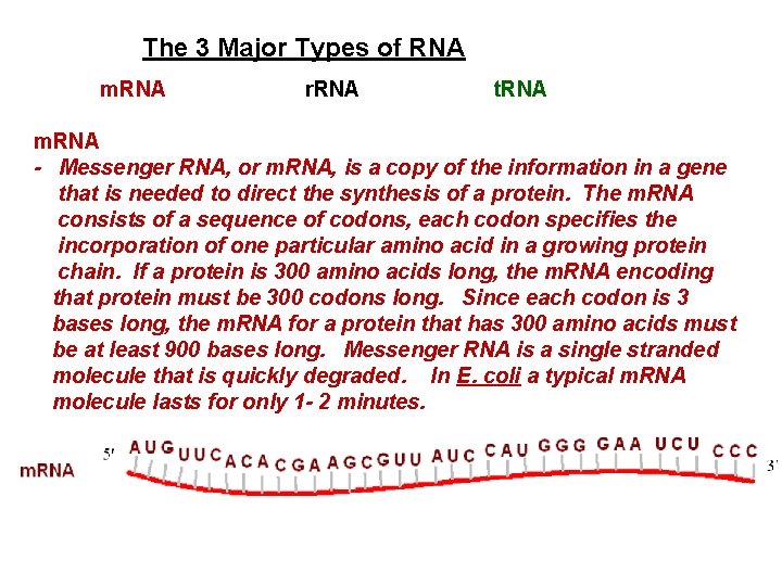 The 3 Major Types of RNA m. RNA r. RNA t. RNA m. RNA