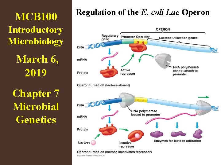 MCB 100 Introductory Microbiology March 6, 2019 Chapter 7 Microbial Genetics Regulation of the