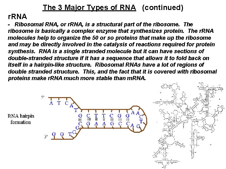 The 3 Major Types of RNA (continued) r. RNA - Ribosomal RNA, or r.