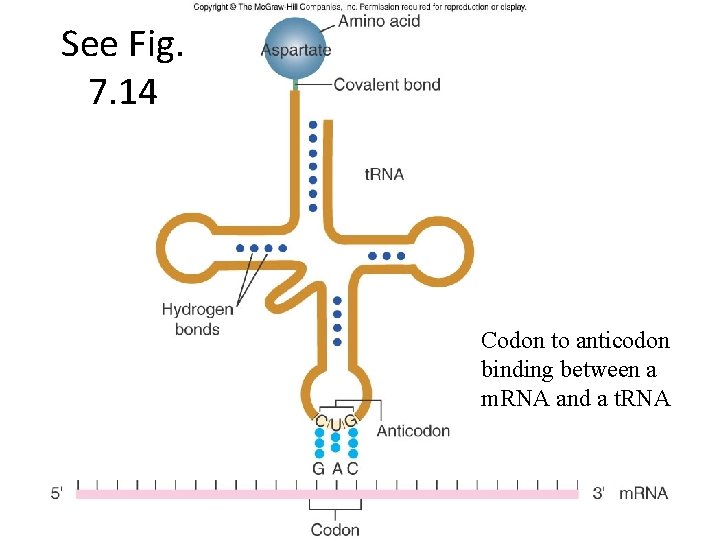 See Fig. 7. 14 Codon to anticodon binding between a m. RNA and a