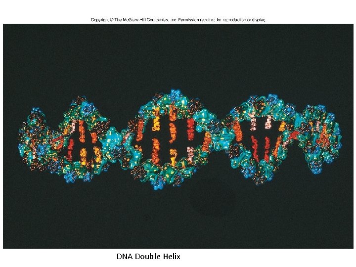 Fig. CO 07 DNA Double Helix 