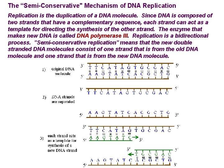 The “Semi-Conservative" Mechanism of DNA Replication is the duplication of a DNA molecule. Since