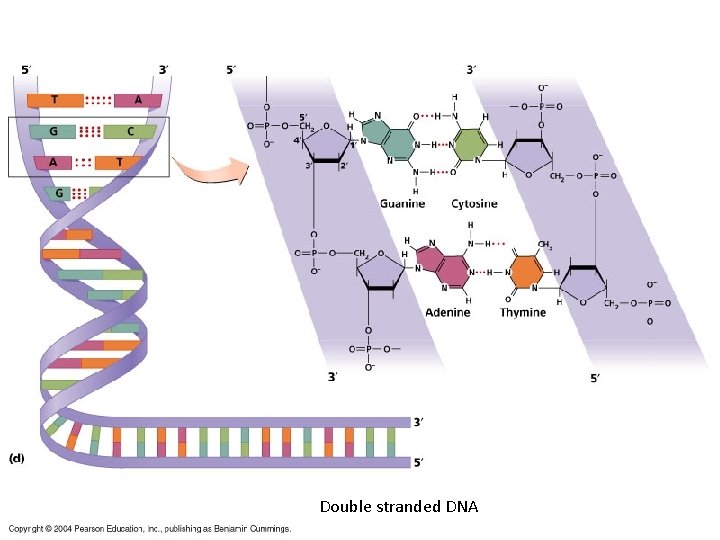 Double stranded DNA 