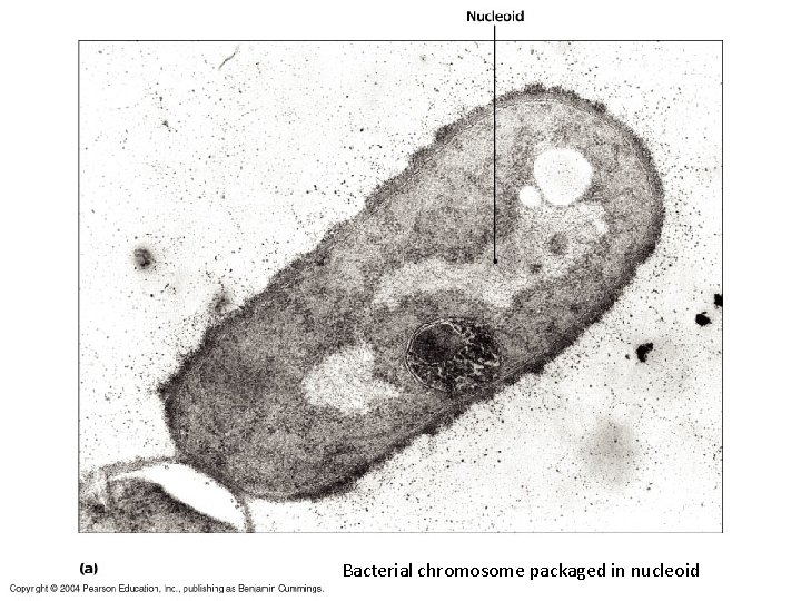 Bacterial chromosome packaged in nucleoid 