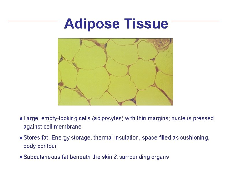 Adipose Tissue ● Large, empty-looking cells (adipocytes) with thin margins; nucleus pressed against cell