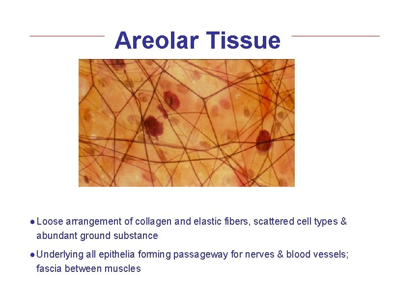 Areolar Tissue ● Loose arrangement of collagen and elastic fibers, scattered cell types &