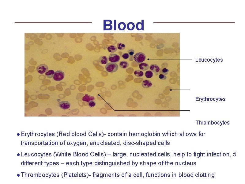 Blood Leucocytes Erythrocytes Thrombocytes ● Erythrocytes (Red blood Cells)- contain hemoglobin which allows for