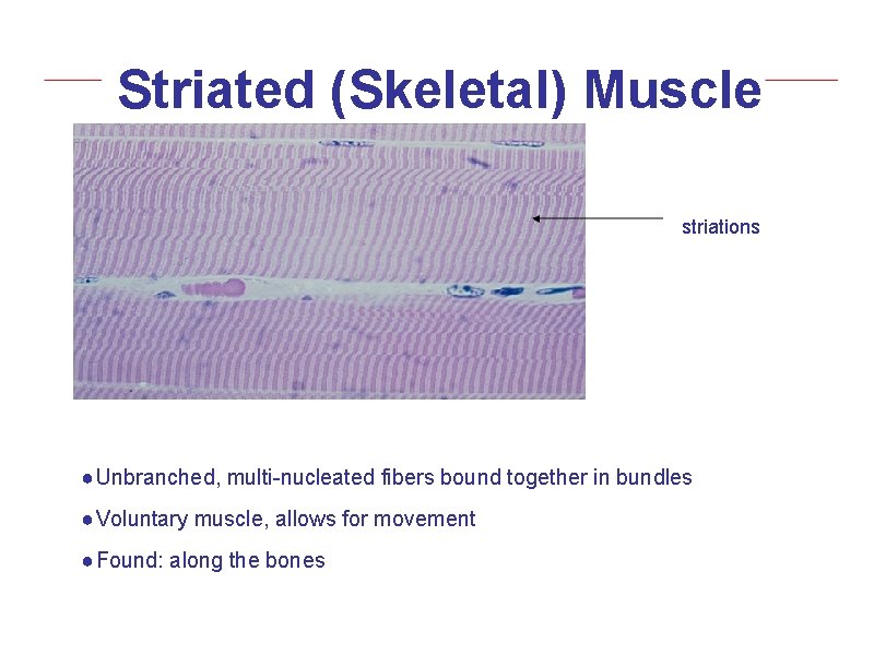 Striated (Skeletal) Muscle striations ● Unbranched, multi-nucleated fibers bound together in bundles ● Voluntary