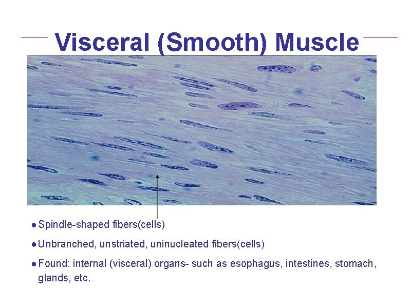 Visceral (Smooth) Muscle ● Spindle-shaped fibers(cells) ● Unbranched, unstriated, uninucleated fibers(cells) ● Found: internal