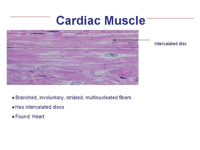 Cardiac Muscle Intercalated disc ● Branched, involuntary, striated, multinucleated fibers ● Has intercalated discs
