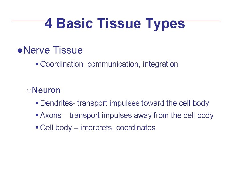 4 Basic Tissue Types ●Nerve Tissue § Coordination, communication, integration o. Neuron § Dendrites-