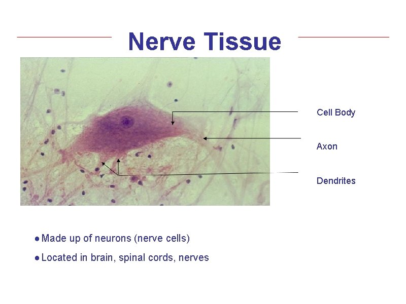 Nerve Tissue Cell Body Axon Dendrites ● Made up of neurons (nerve cells) ●