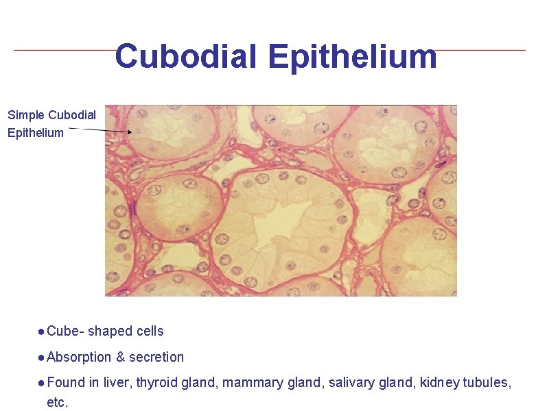 Cubodial Epithelium Simple Cubodial Epithelium ● Cube- shaped cells ● Absorption & secretion ●