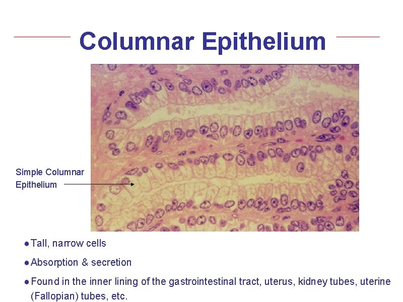 Columnar Epithelium Simple Columnar Epithelium ● Tall, narrow cells ● Absorption & secretion ●