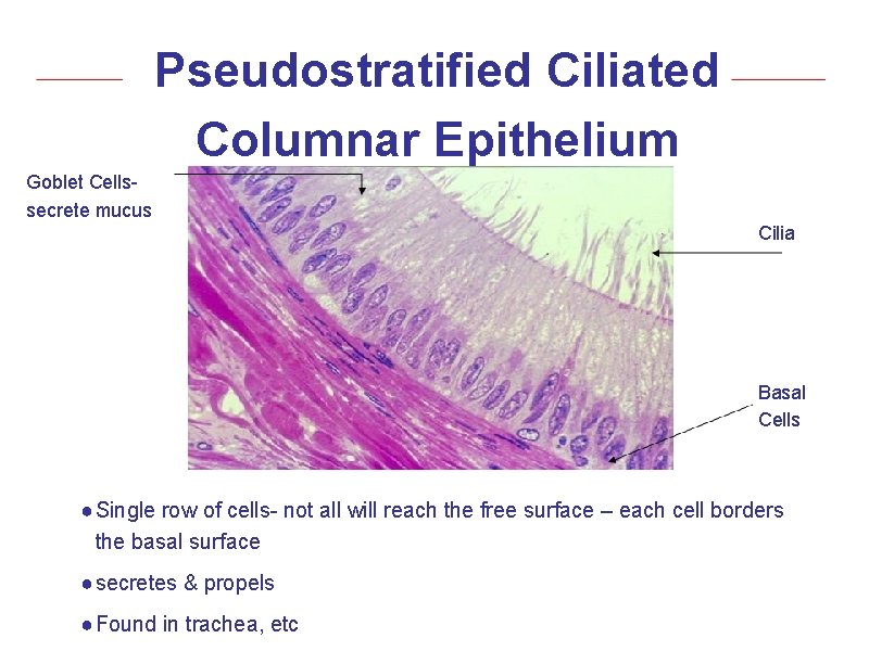 Pseudostratified Ciliated Columnar Epithelium Goblet Cellssecrete mucus Cilia Basal Cells ● Single row of