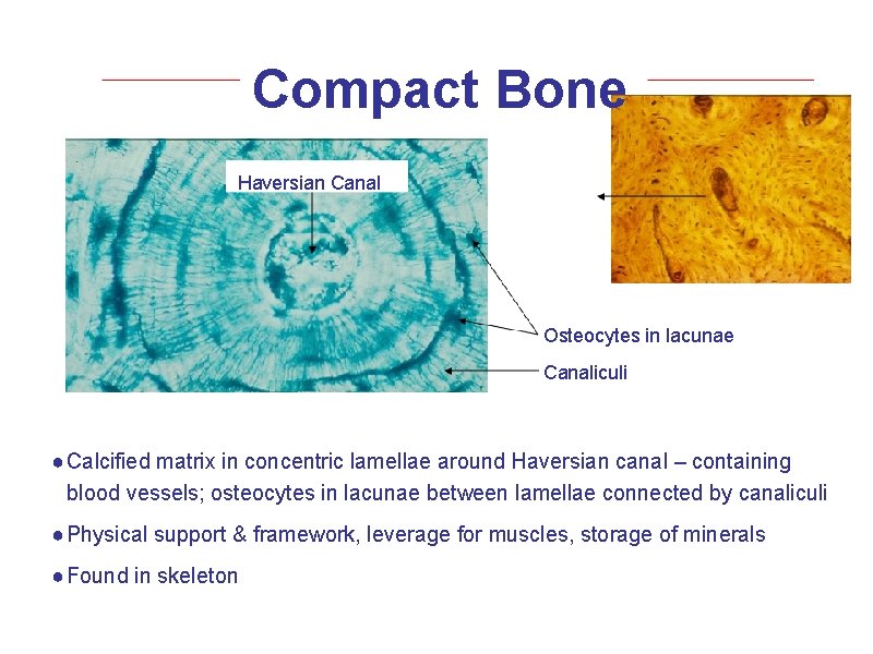 Compact Bone Haversian Canal Osteocytes in lacunae Canaliculi ● Calcified matrix in concentric lamellae