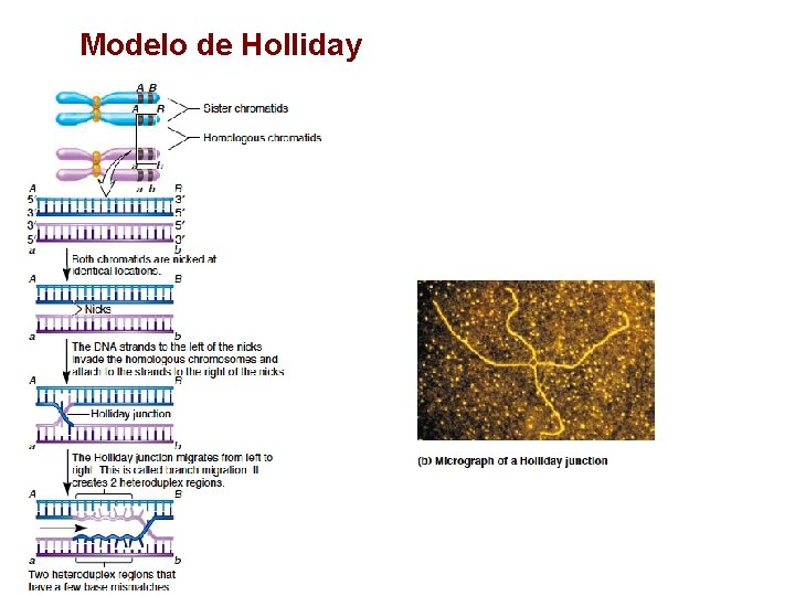 Modelo de Holliday 
