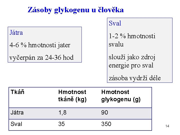 Zásoby glykogenu u člověka Sval Játra 1 -2 % hmotnosti svalu 4 -6 %