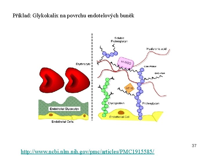 Příklad: Glykokalix na povrchu endotelových buněk 37 http: //www. ncbi. nlm. nih. gov/pmc/articles/PMC 1915585/