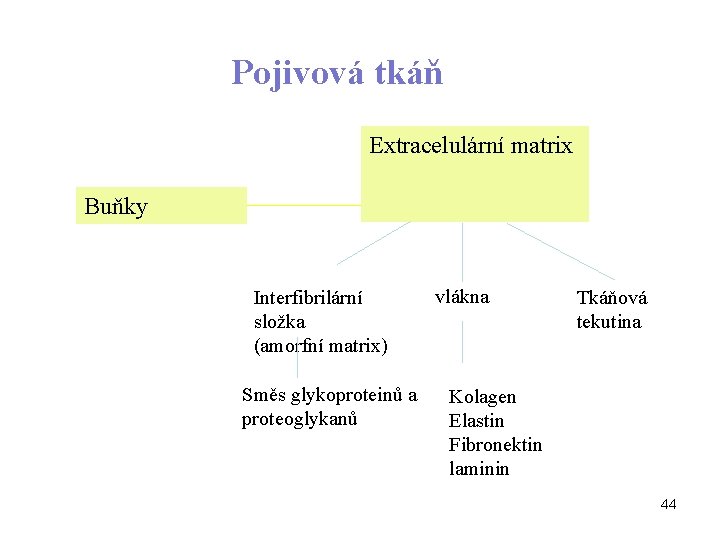 Pojivová tkáň Extracelulární matrix Buňky Interfibrilární složka (amorfní matrix) Směs glykoproteinů a proteoglykanů vlákna