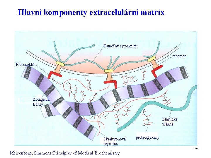 Hlavní komponenty extracelulární matrix Buněčný cytoskelet receptor Fibronektin Kolagenní fibrily Elastická vlákna Hyaluronová kyselina