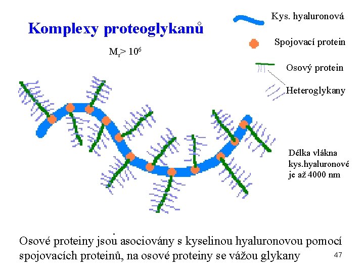 Komplexy proteoglykanů Mr> 106 Kys. hyaluronová Spojovací protein Osový protein Heteroglykany Délka vlákna kys.