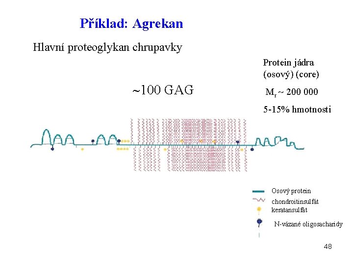 Příklad: Agrekan Hlavní proteoglykan chrupavky Protein jádra (osový) (core) 100 GAG Mr 200 000