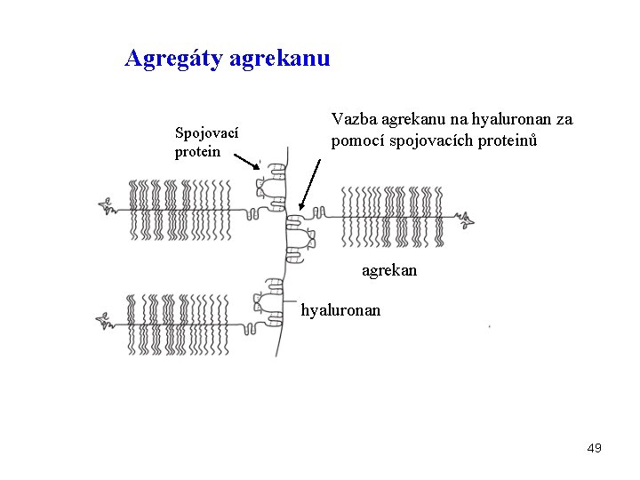 Agregáty agrekanu Spojovací protein Vazba agrekanu na hyaluronan za pomocí spojovacích proteinů agrekan hyaluronan