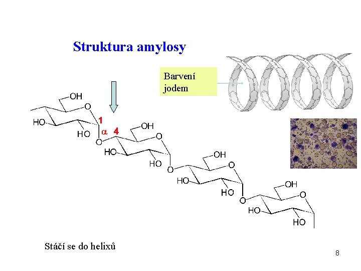 Struktura amylosy Barvení jodem Stáčí se do helixů 8 
